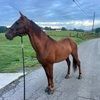 cavann386